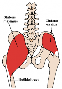 Gluteus Maximus Muscle: Everyone Needs a Butt